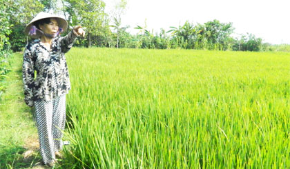 Tiền[-]Giang[-]tập[-]trung[-]cứu[-]trên[-]5.000[-]ha[-]lúa[-]Đông[-]Xuân[-]muộn